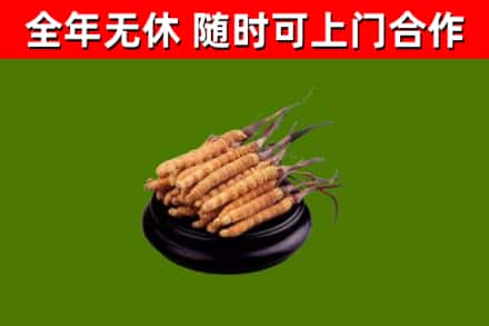 义安回收冬虫夏草