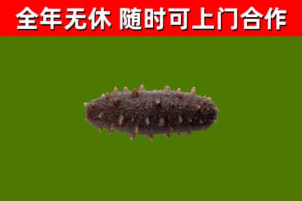 义安回收海参干
